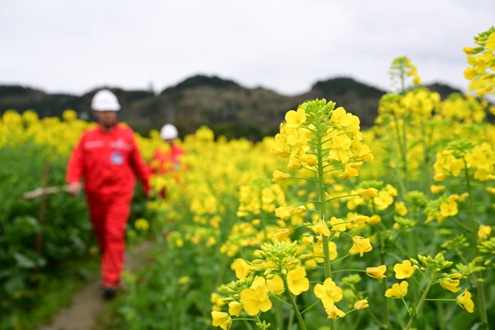 南川常壓頁(yè)巖氣田員工對(duì)輸氣管線(xiàn)進(jìn)行月度巡檢。